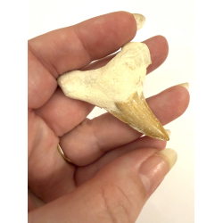 Forstenet Hajtand 3-4 cm 