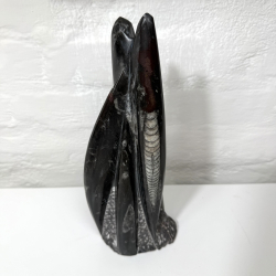 Ortoceratit t�rn �