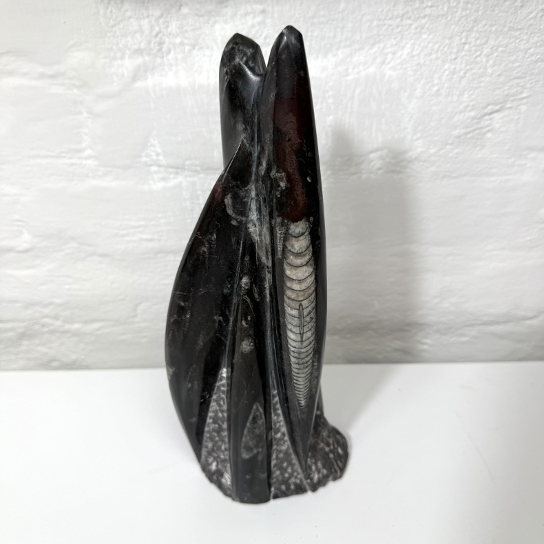 Ortoceratit t�rn �