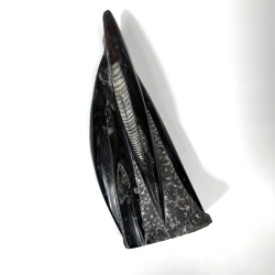 Ortoceratit t�rn �