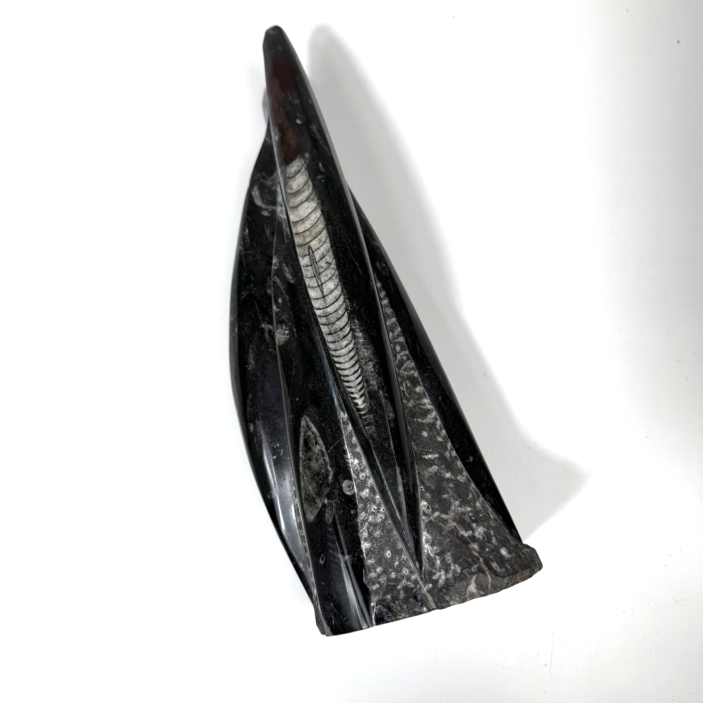 Ortoceratit t�rn �