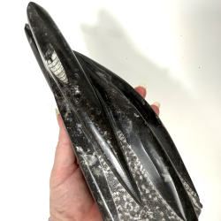 Ortoceratit t�rn �