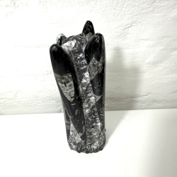 Ortoceratit T�rn � 