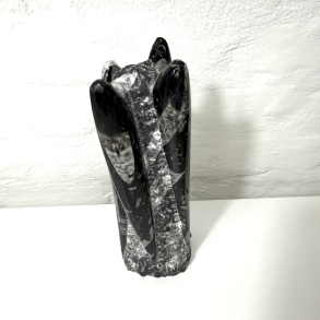 Ortoceratit T�rn � 