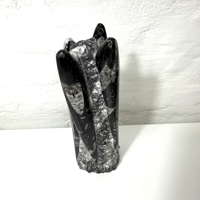 Ortoceratit T�rn � 