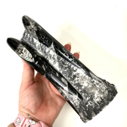 Ortoceratit T�rn � 