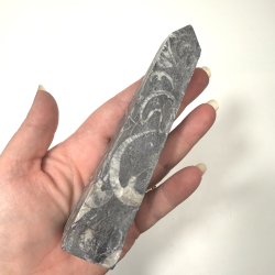 Ortoceratit slebet t�rn 